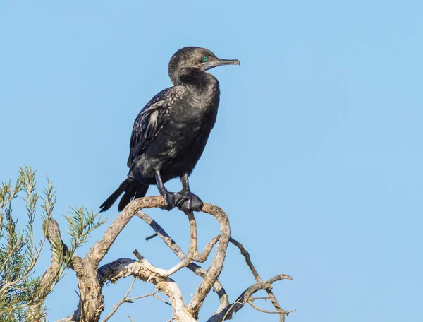 Pequeño Cormorán Negro —  Fotos de Stock