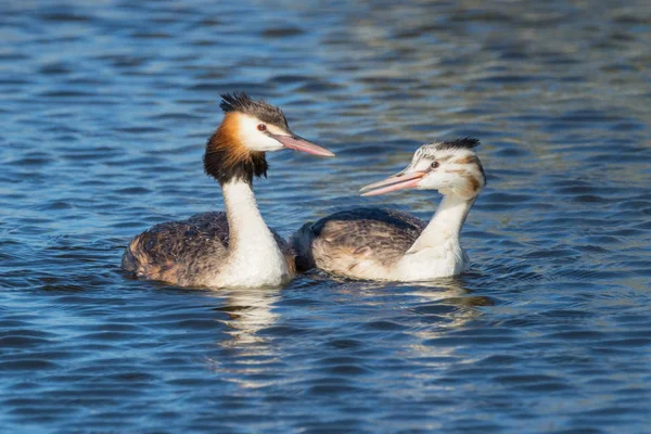 Great Crested Grebe With Young — Stock Photo, Image