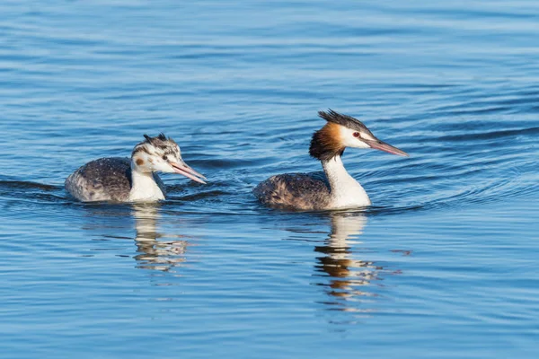 Stor crested grebe med unga — Stockfoto