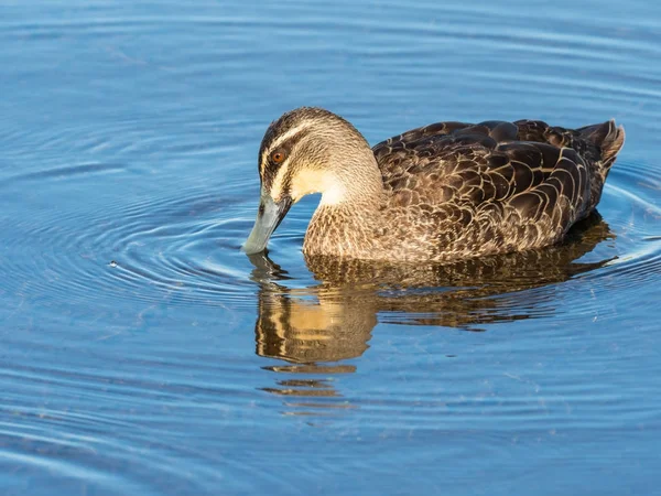 Pacific Black Duck — Stockfoto