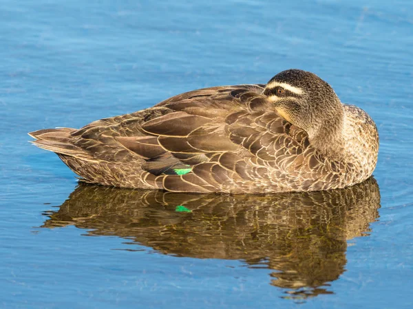 Stille Oceaan zwarte eend ontspannen — Stockfoto