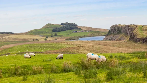 Sheep Grazing Near Hadrian\'s Wall