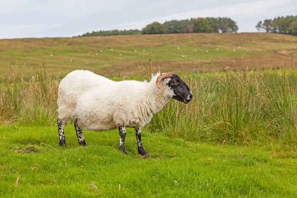 Fekete-fehér Northumberland juh — Stock Fotó