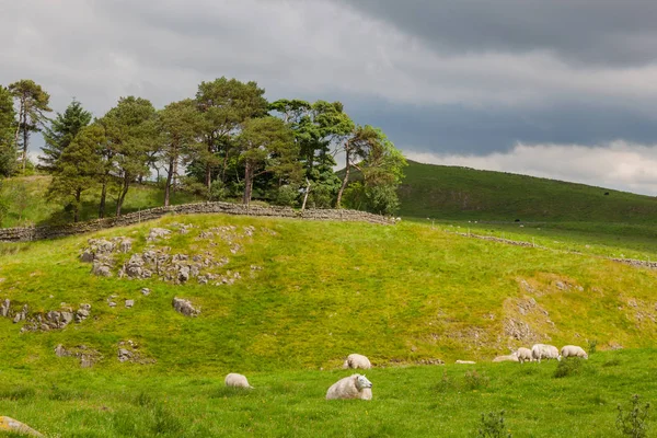 Birka legelészik Northumberland — Stock Fotó