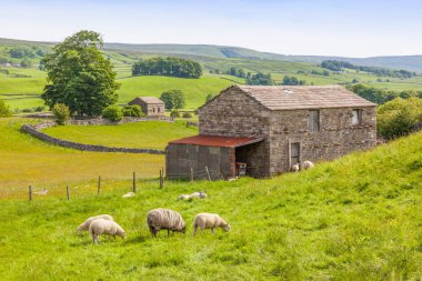 Koyun ve Yorkshire Dales ahırda