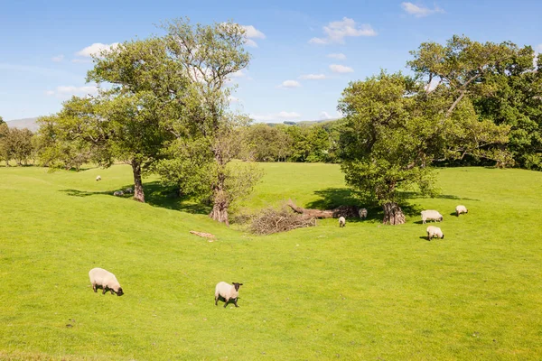 Yorkshire Dales mezőgazdasági táj — Stock Fotó