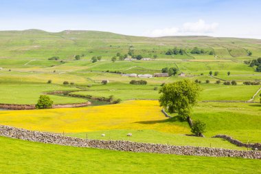 Yorkshire Dales tarım peyzaj