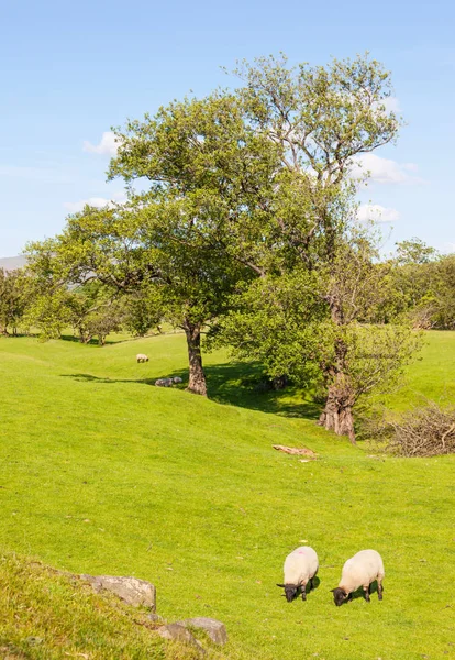 Yorkshire Dales Paisaje agrícola — Foto de Stock