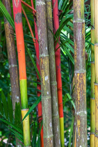 Bambu stjälkar i Singapore — Stockfoto