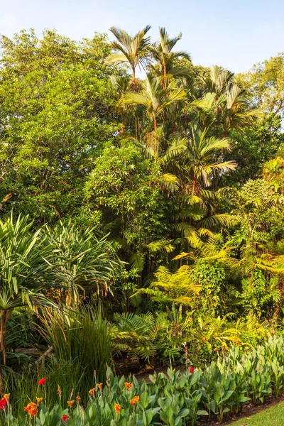 Plants and Trees in the Singapore Botanic Gardens — Stock Photo, Image