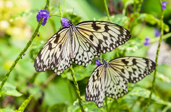 Cream and Black Butterflies — Stock Photo, Image