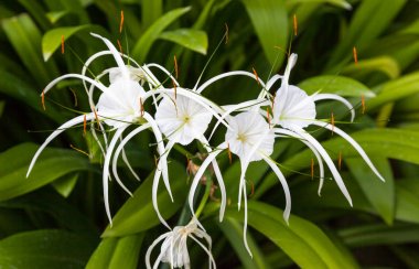Örümcek ya da Crinum Lily