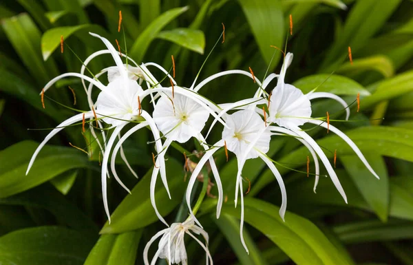Spider or Crinum Lily — Stock Photo, Image