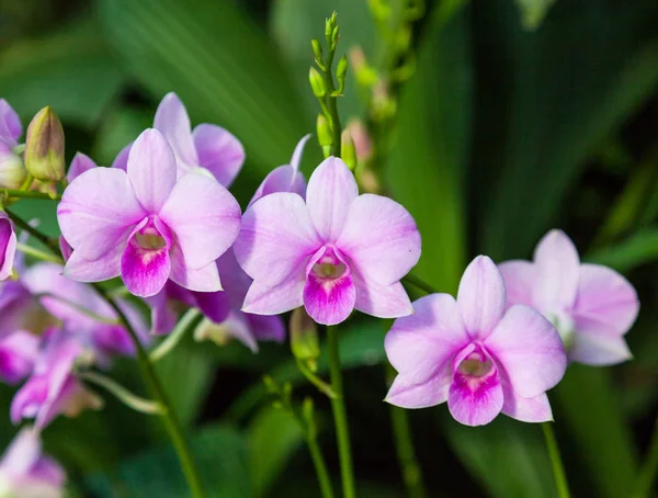 Пурпурные орхидеи Сингапура — стоковое фото