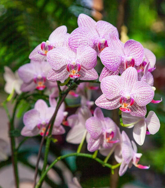 Orquídeas de venas púrpuras en Singapur —  Fotos de Stock