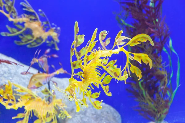 Dragones de mar con hojas — Foto de Stock