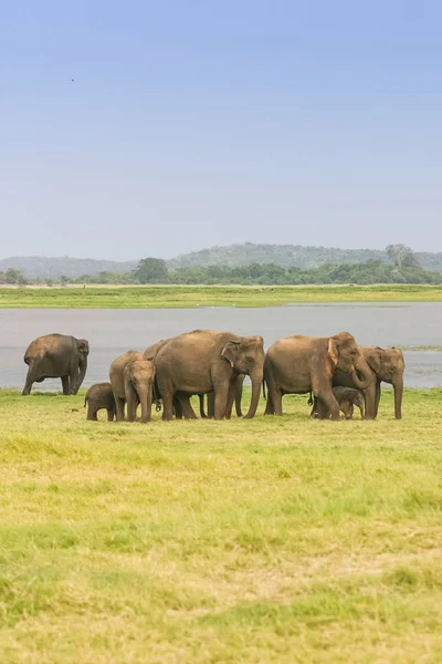 A Herd of Sri Lankan Elephant — Stock Photo, Image