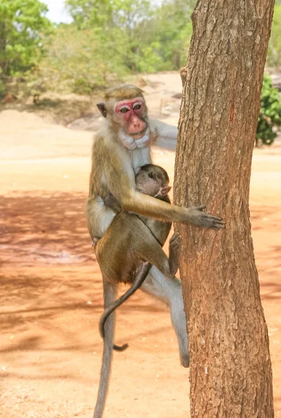 Een Toque makaak in burcht op Sigiriya rots in Sri Lanka — Stockfoto