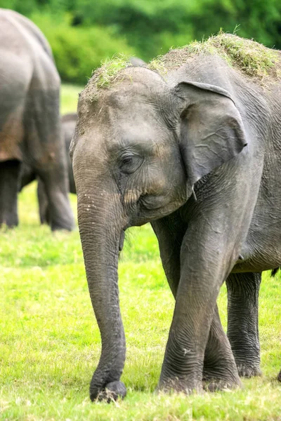 Gros plan sur un éléphant sri-lankais sauvage — Photo