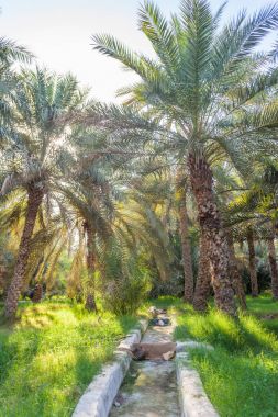 Al Ain vaha Jimi sulama