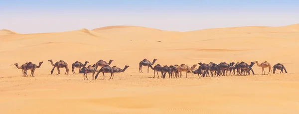 Camellos en el Barrio Vacío — Foto de Stock