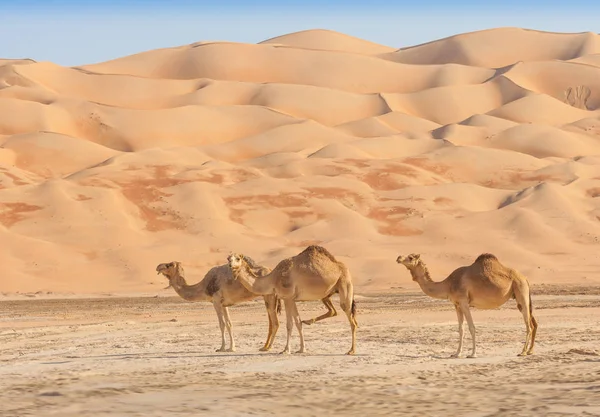 Les chameaux dans le quartier vide — Photo