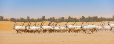 Arap antilop sürüsü Abu Dabi