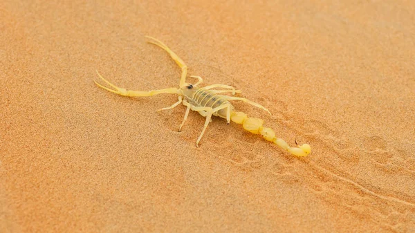 Venomous Arabian Scorpion — Stock Photo, Image