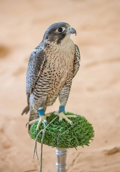 Arabian Falcon na jego okoń — Zdjęcie stockowe