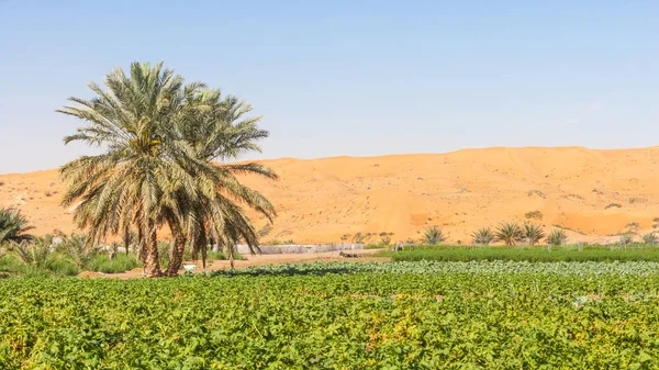 Fattoria nel deserto vicino ad Al Ain — Foto Stock