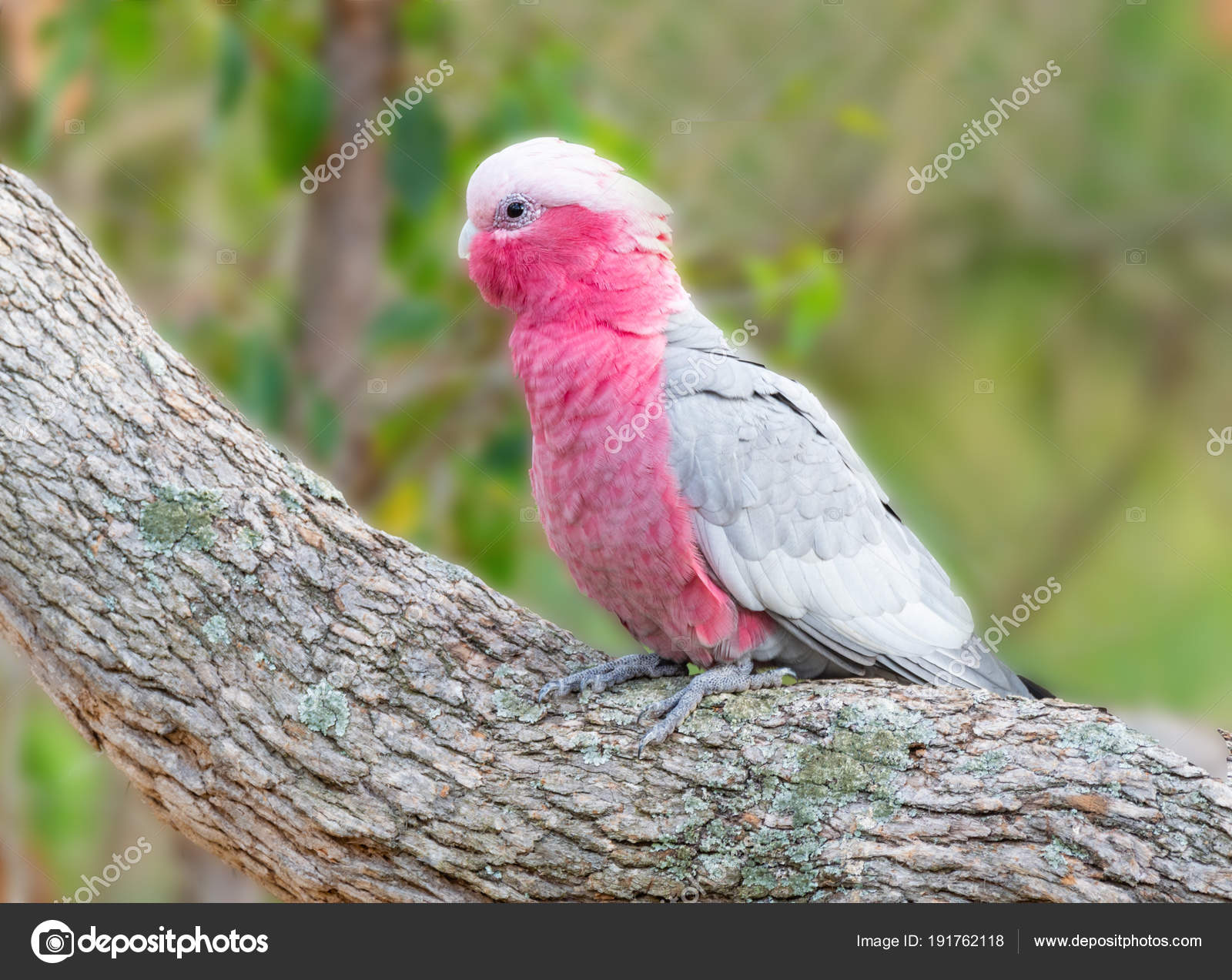 Rosa Kakadu Rosa Kakadu