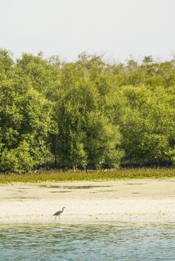 Abu Dabi Mangroves