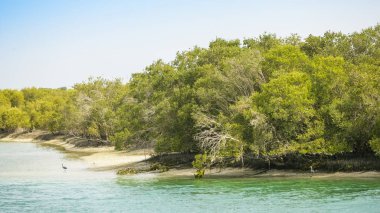 Abu Dabi Mangroves