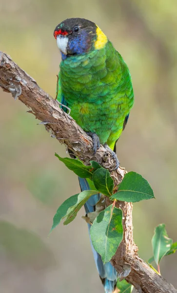 Australian Ringneck or Twenty-eight Parrot — Stock Photo, Image