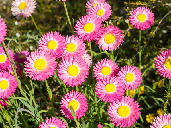 ピンクの永遠の花 — ストック写真