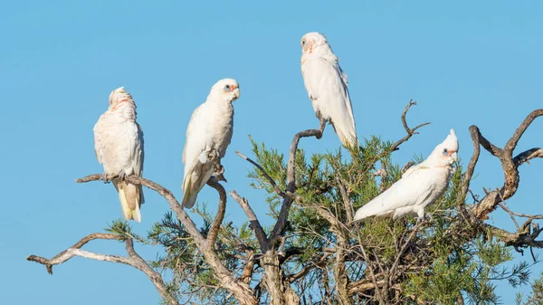 树上的小Corellas — 图库照片