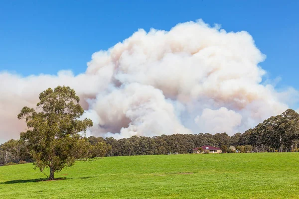 Forest Fire in Australia