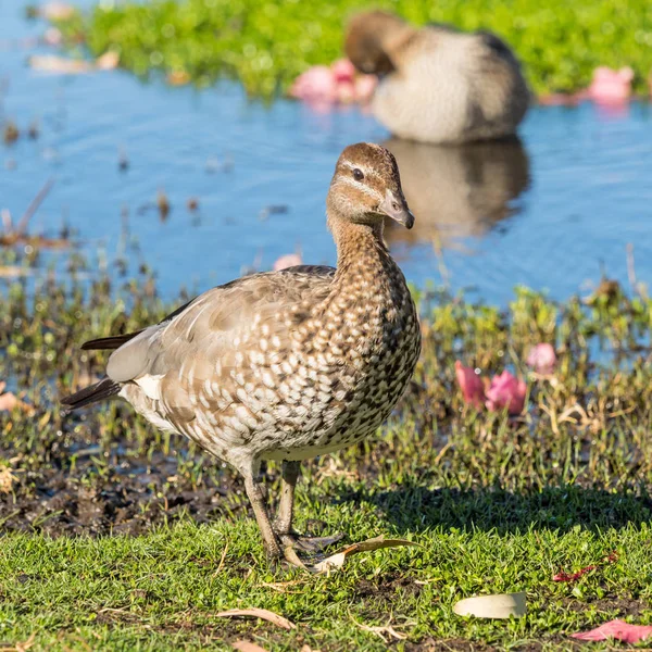 Young Australian Wood Duck — Stock Photo, Image