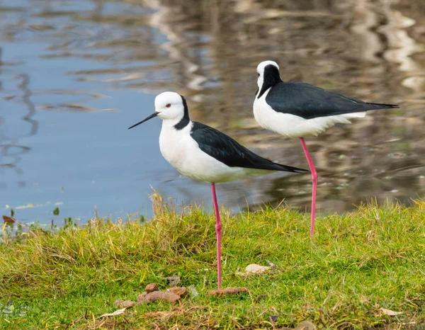 A Pair of Black-Winged Stilts — Stock Photo, Image