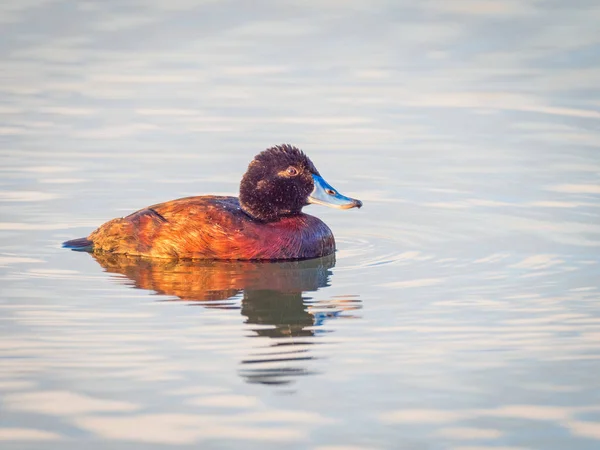 Schwimmende Blauschnabelente — Stockfoto