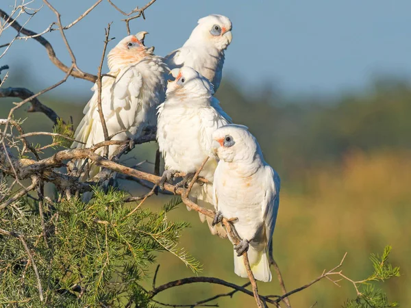 Young Little Corellas Begging — Stock Photo, Image