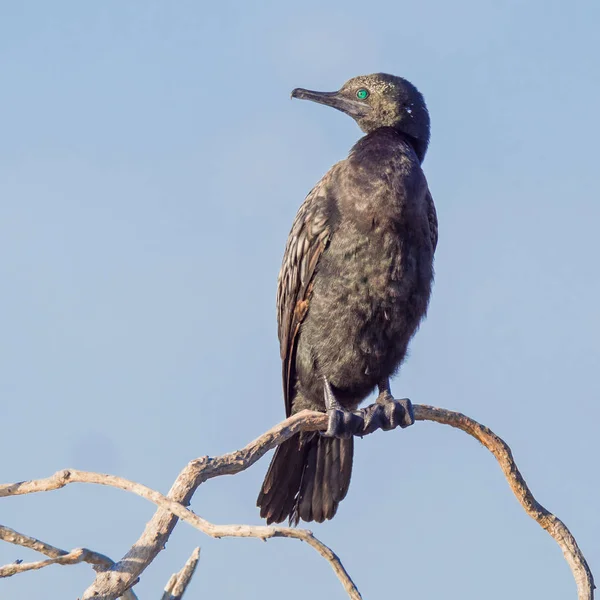 Pequeno corvo-marinho preto em um poleiro — Fotografia de Stock