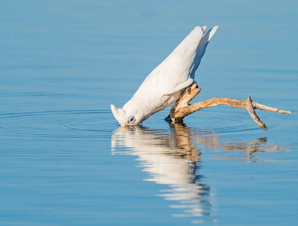 Ein wenig Corella trinken — Stockfoto