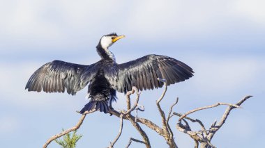Küçük Pied Karabatağı Kanatlarını Kurutuyor