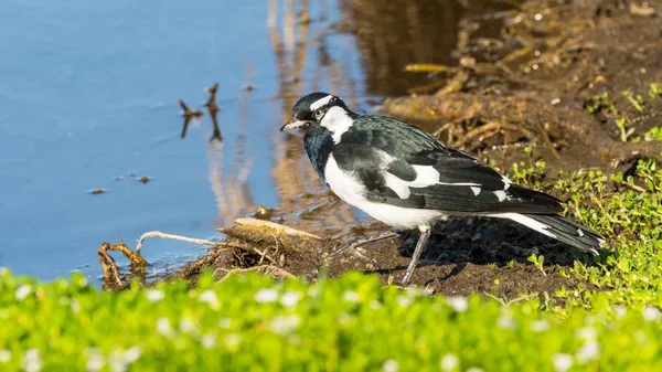 Magpie Lark — Stock Photo, Image