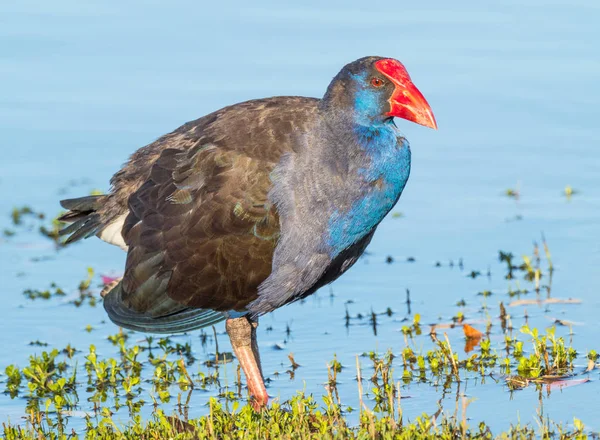 Swamphen púrpura vadeando — Foto de Stock