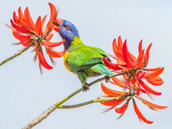 Lorikeet arcobaleno sull'albero di corallo — Foto Stock