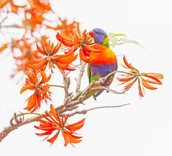 Rainbow Lorikeet on Coral Tree — Stock Photo, Image