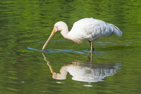 Yellow-Billed Spoonbill Feeding — Stock Photo, Image