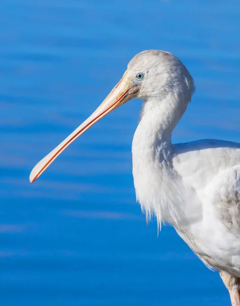 Portrait of a Yellow-Billed Spoonbill — Stock Photo, Image